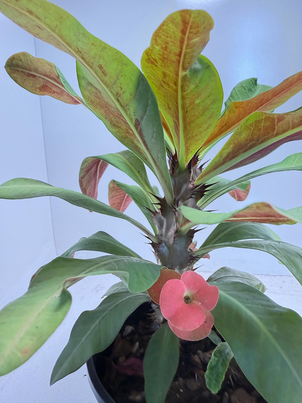 Euphorbia Milli # 931
