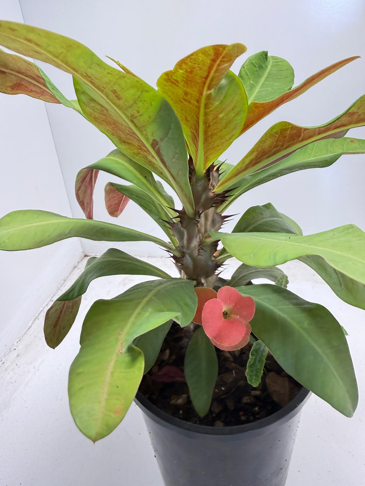 Euphorbia Milli # 931