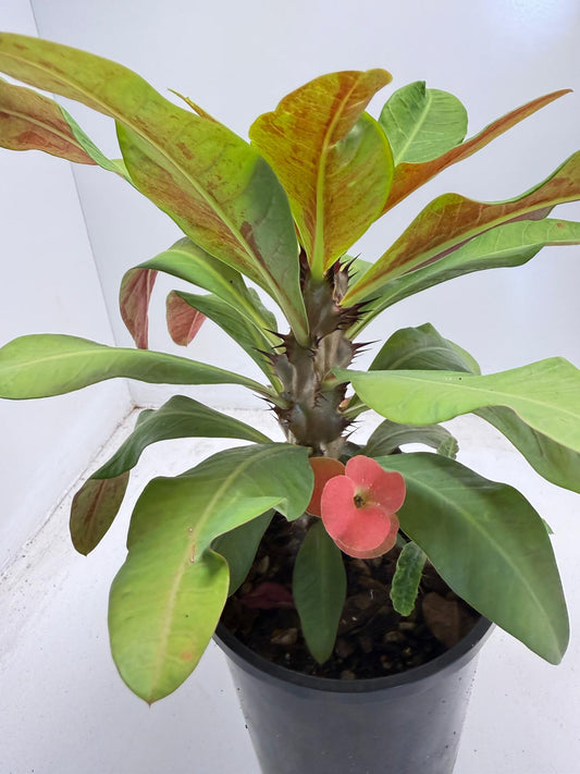 Euphorbia Milli #931