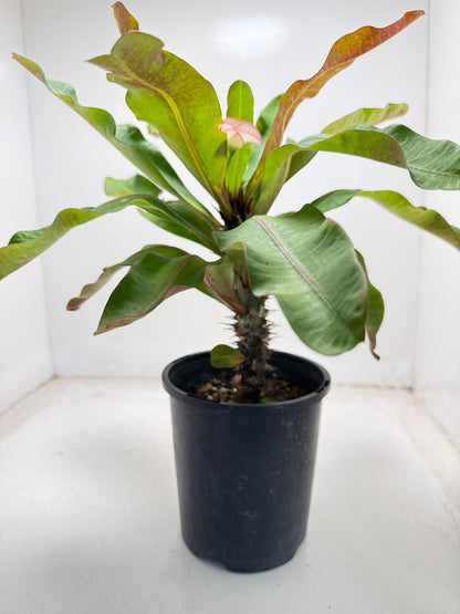 Euphorbia Milli # 932
