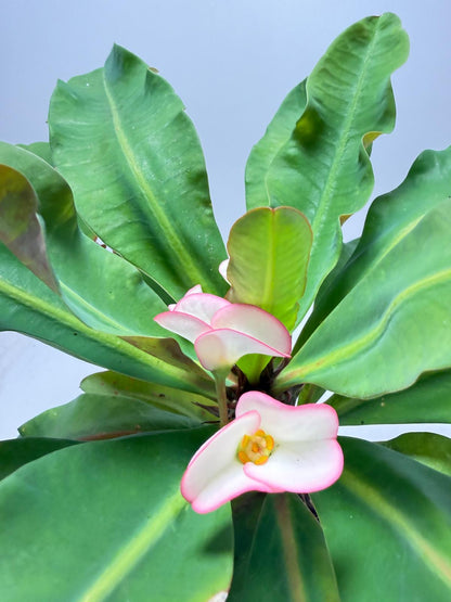 Euphorbia Milli # 932