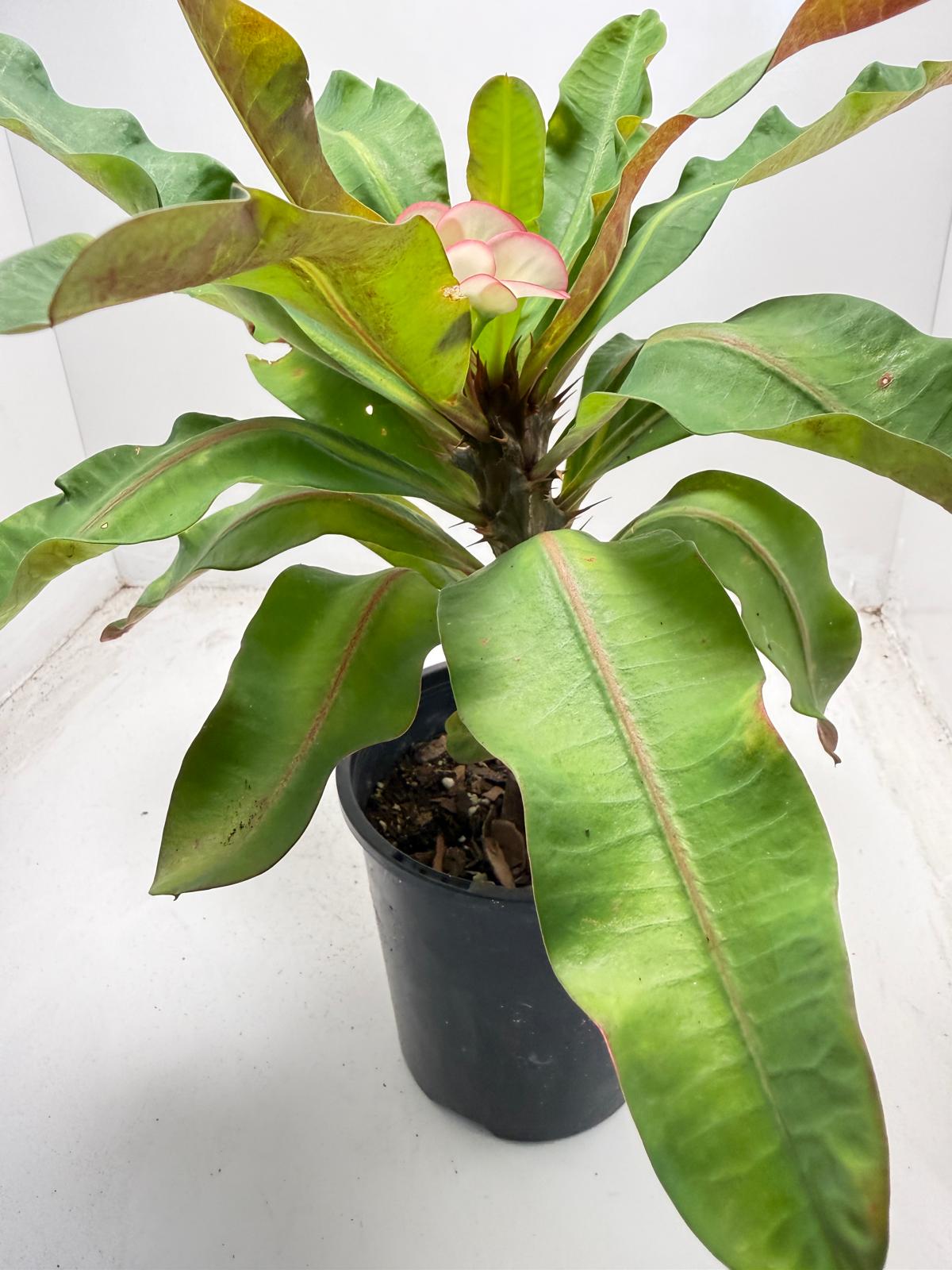 Euphorbia Milli # 932