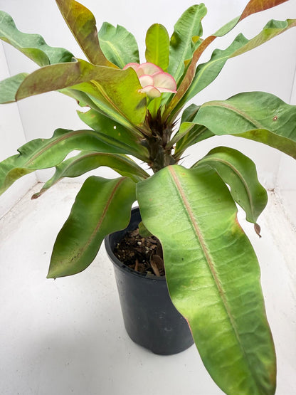 Euphorbia Milli # 932