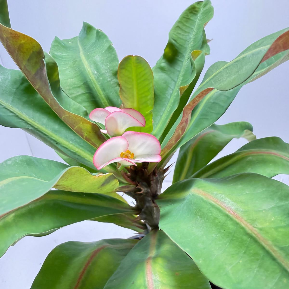 Euphorbia Milli # 932