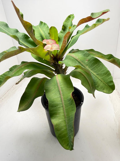 Euphorbia Milli # 932