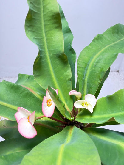 Euphorbia Milli # 932