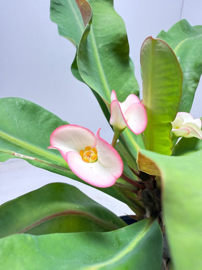 Euphorbia Milli # 932