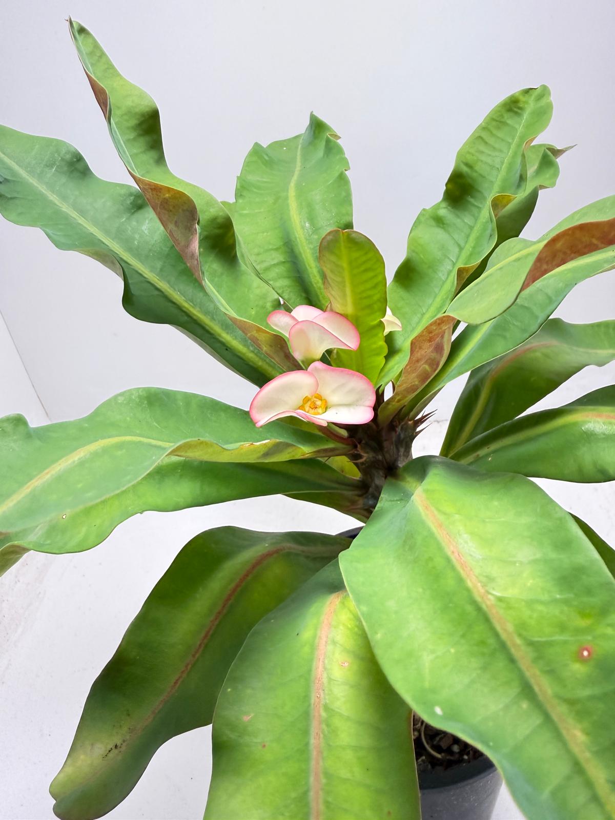 Euphorbia Milli # 932