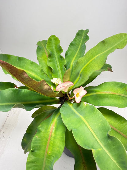 Euphorbia Milli # 932