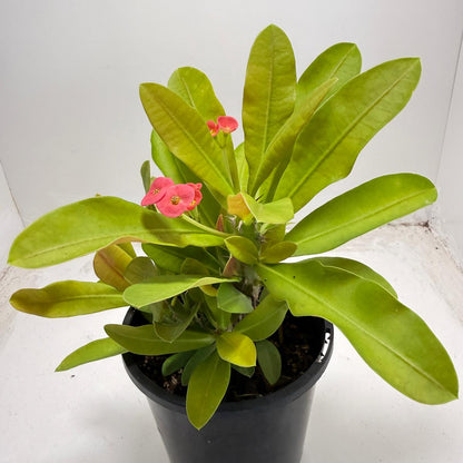 Euphorbia Milli # 933