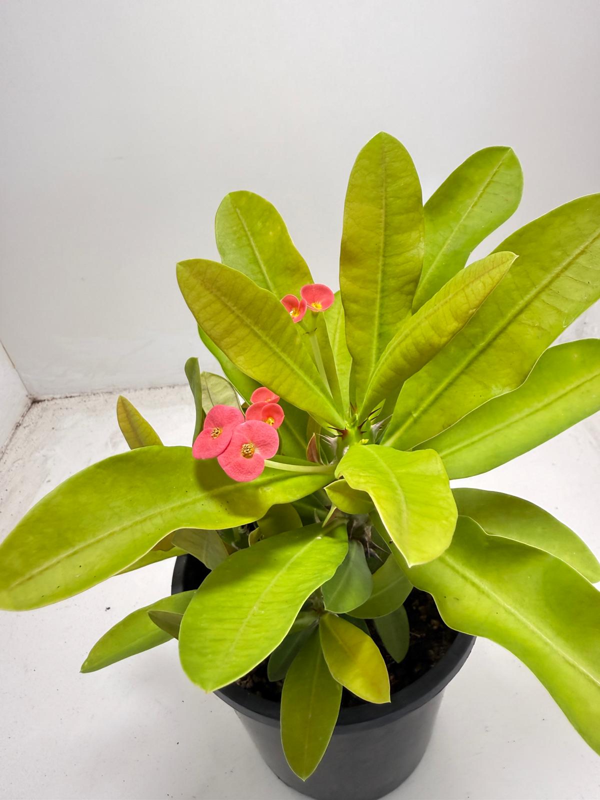 Euphorbia Milli # 933