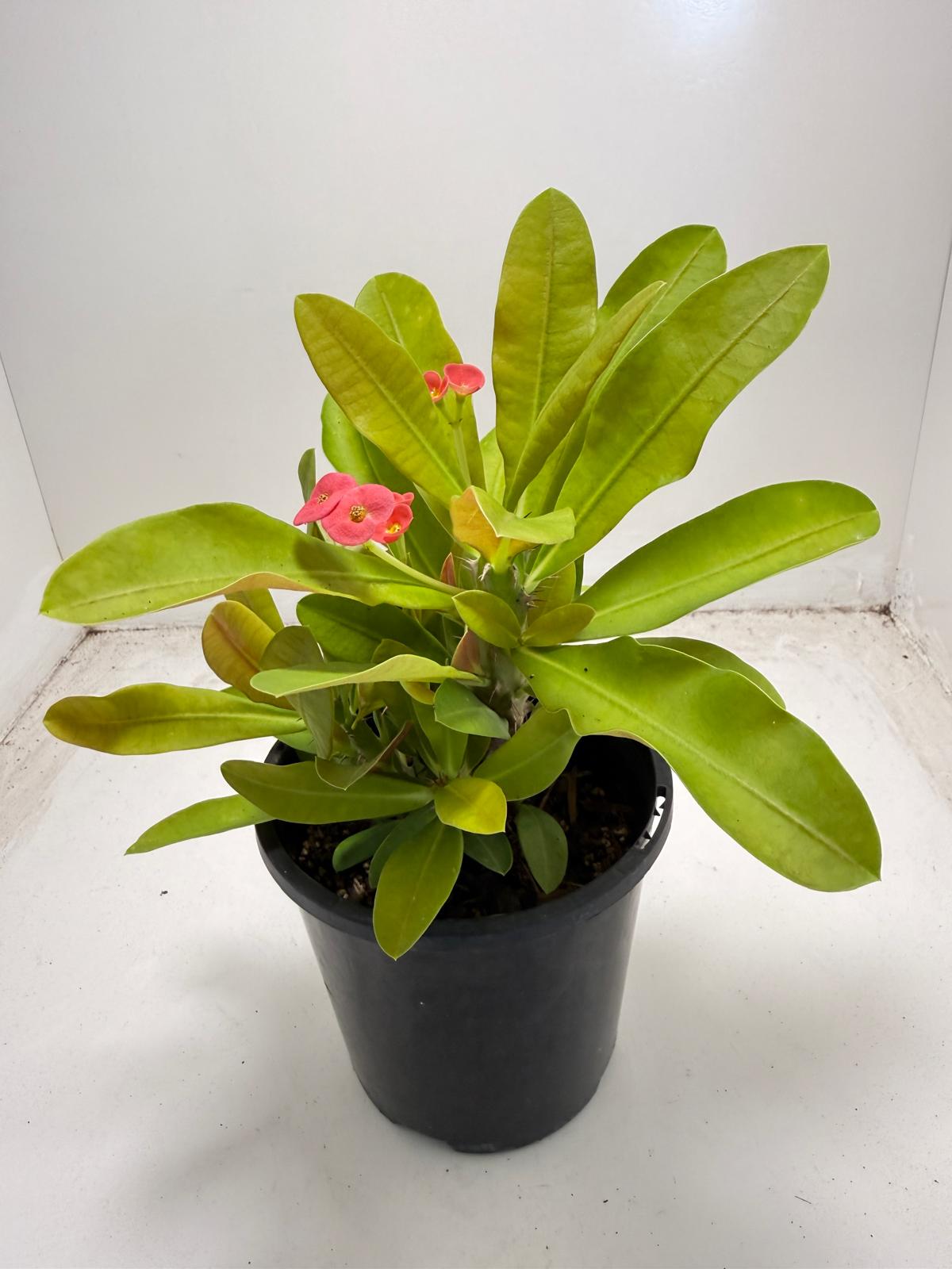 Euphorbia Milli # 933