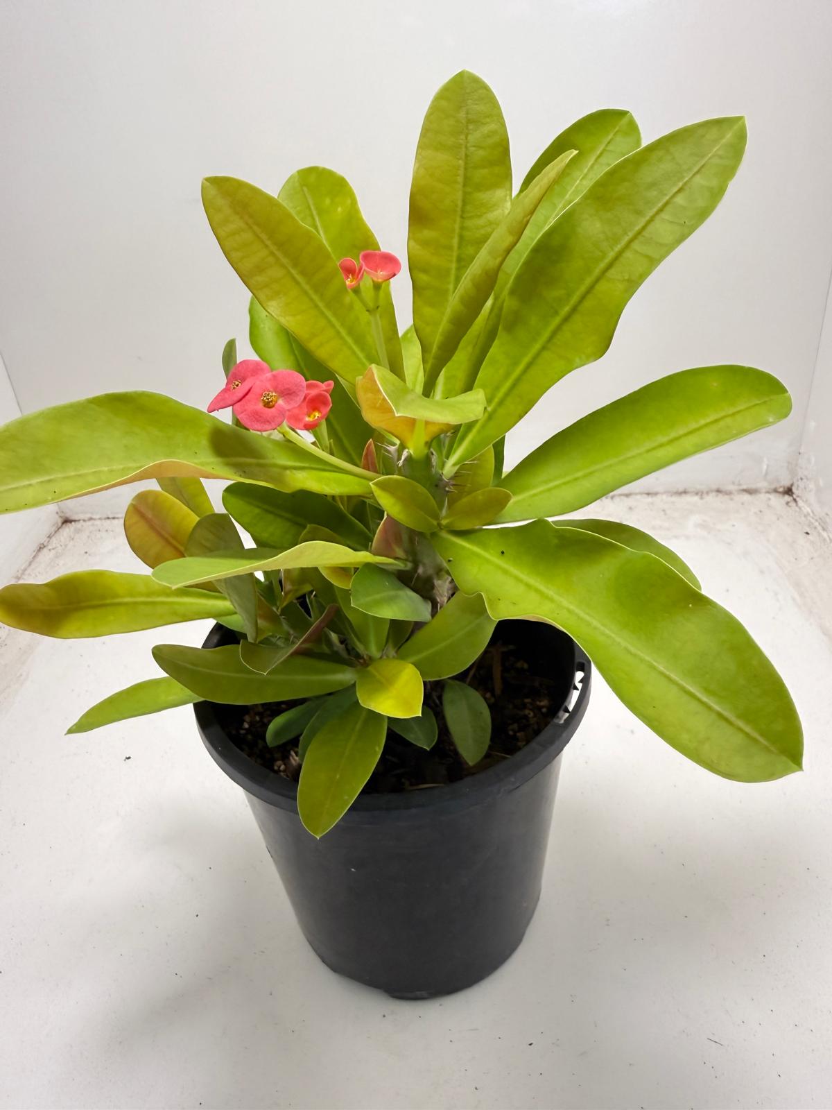 Euphorbia Milli # 933