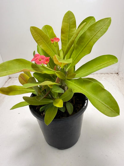 Euphorbia Milli # 933