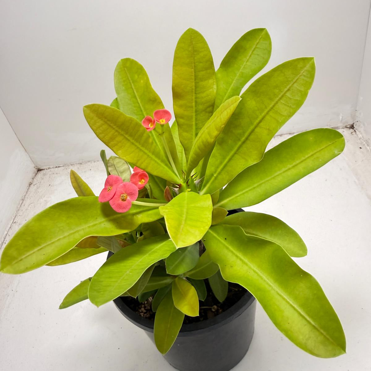 Euphorbia Milli # 933