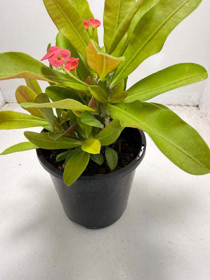 Euphorbia Milli # 933