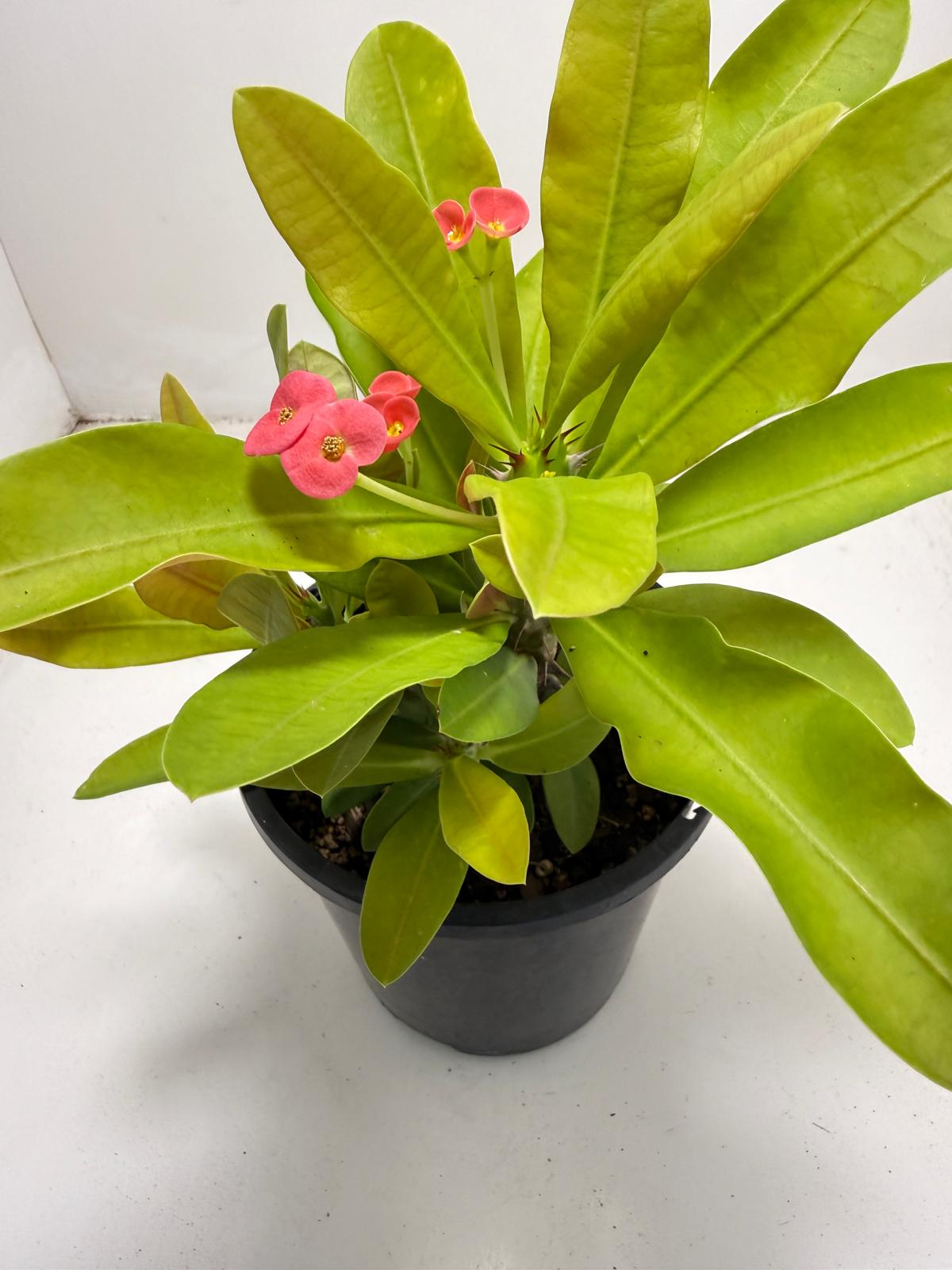Euphorbia Milli # 933