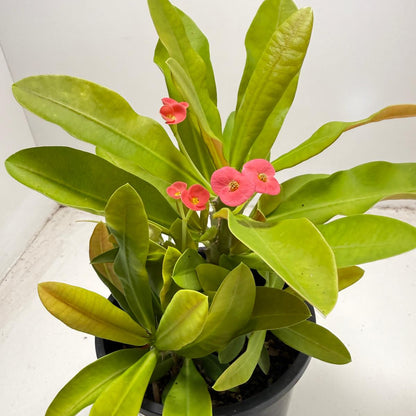 Euphorbia Milli # 933