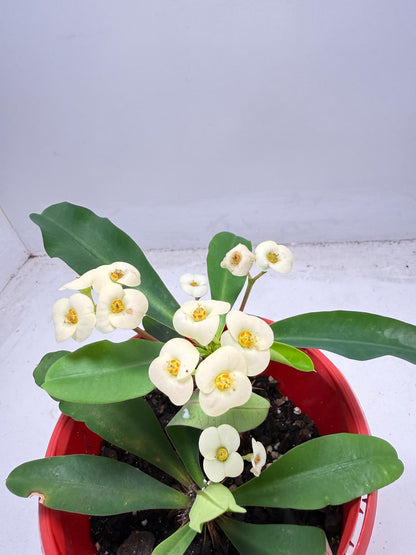 Euphorbia Milli 2 in one - #934
