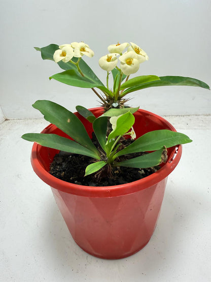 Euphorbia Milli 2 in one - #934