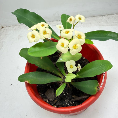 Euphorbia Milli 2 in one - #934