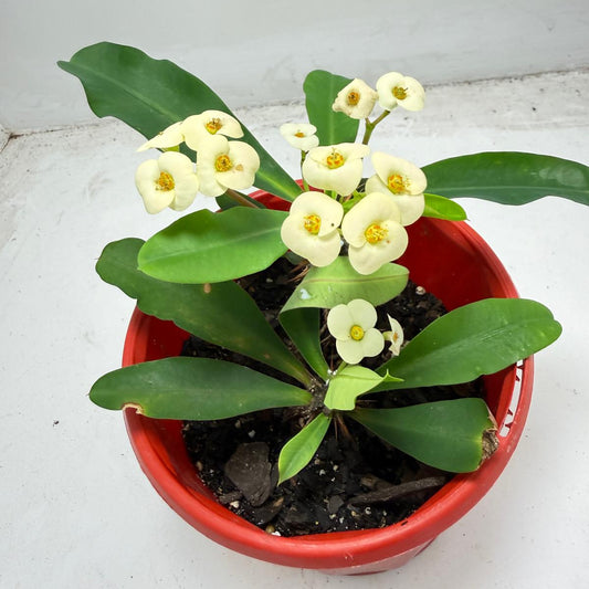 Euphorbia Milli 2 in one - #934