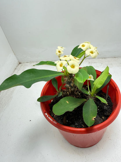 Euphorbia Milli 2 in one - #934