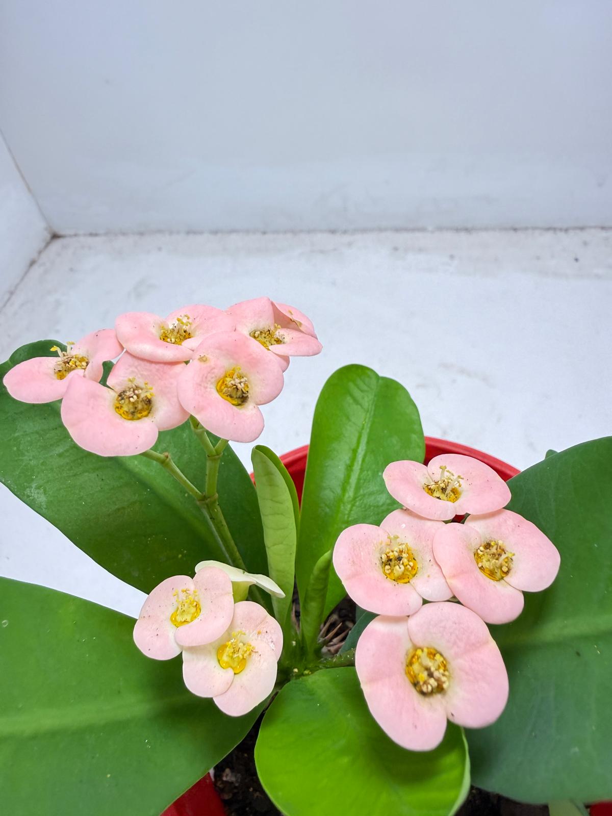Euphorbia Milli #935