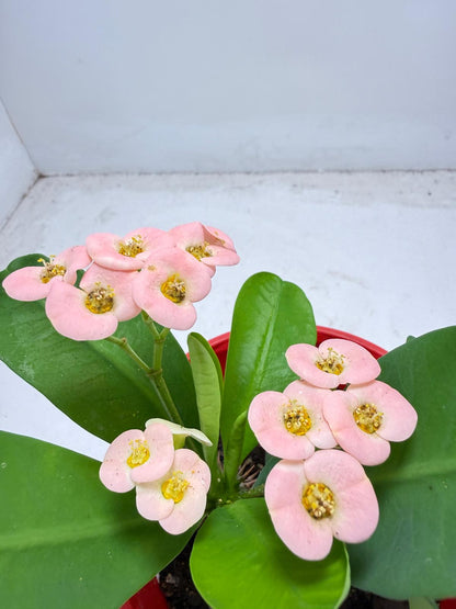 Euphorbia Milli #935