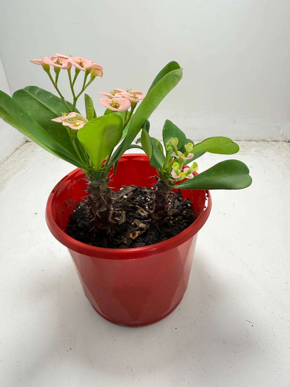 Euphorbia Milli #935