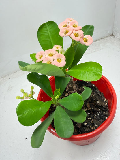 Euphorbia Milli #935
