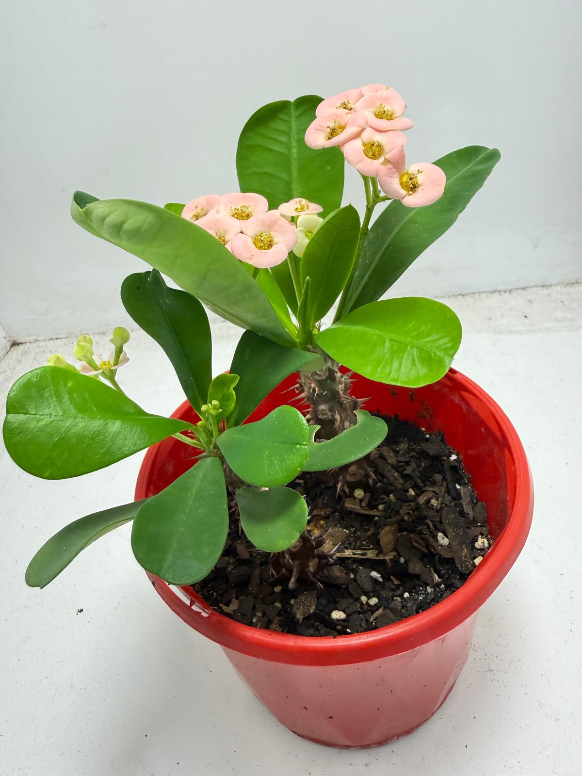 Euphorbia Milli #935