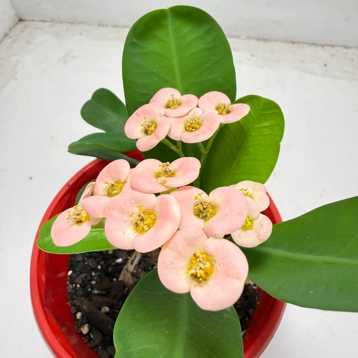 Euphorbia Milli #935