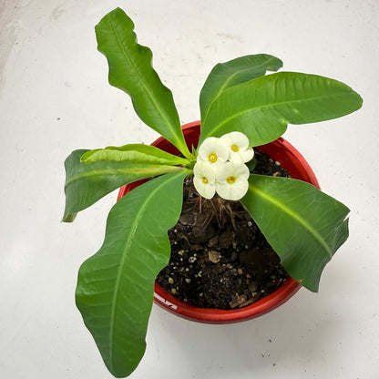 Euphorbia Milli # 936