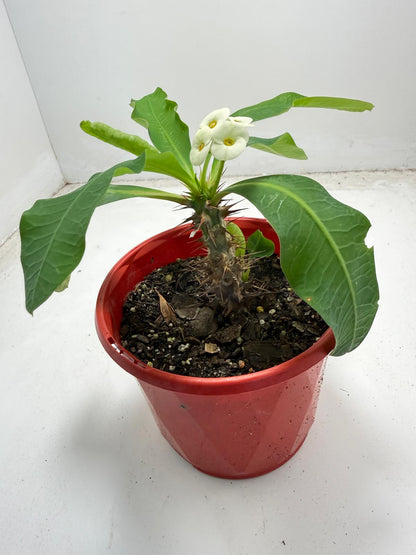 Euphorbia Milli # 936