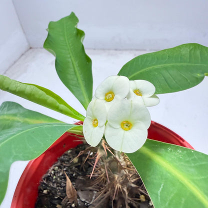 Euphorbia Milli # 936