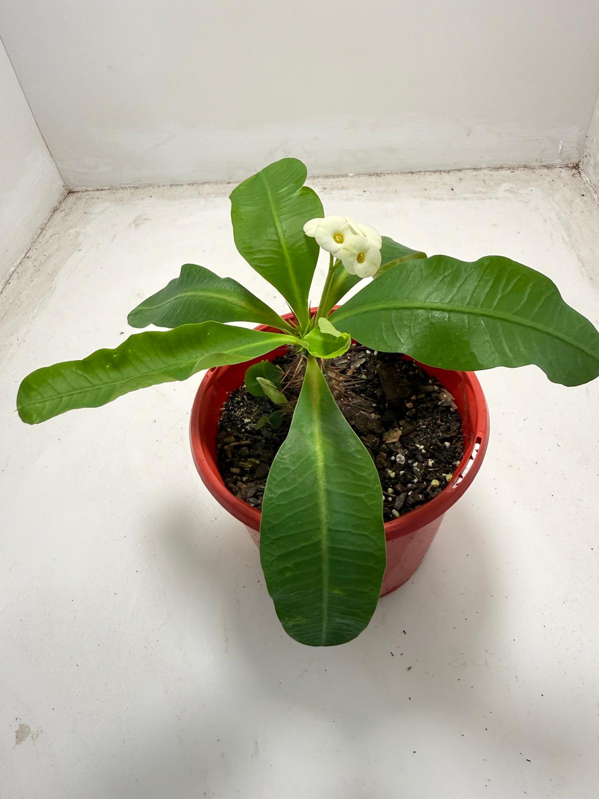 Euphorbia Milli # 936