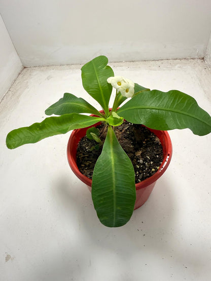 Euphorbia Milli # 936