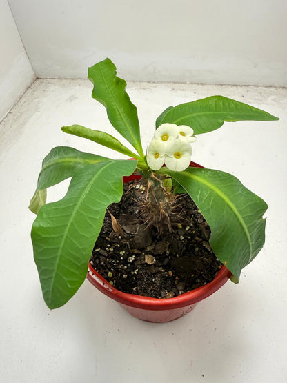 Euphorbia Milli # 936