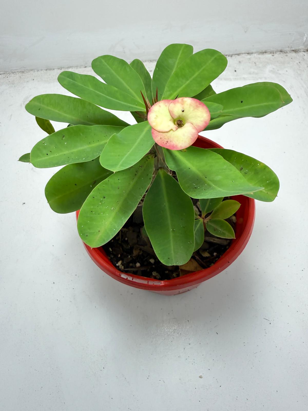 Euphorbia Milli # 937
