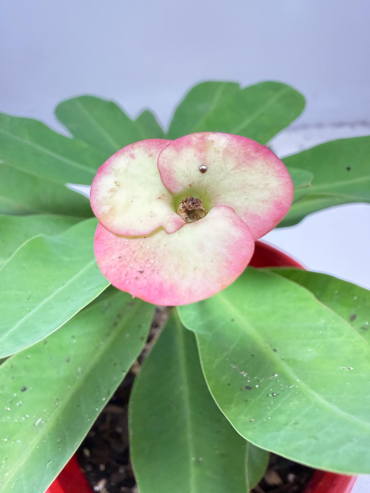 Euphorbia Milli # 937