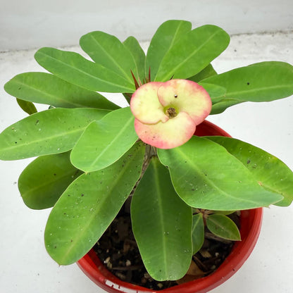 Euphorbia Milli # 937