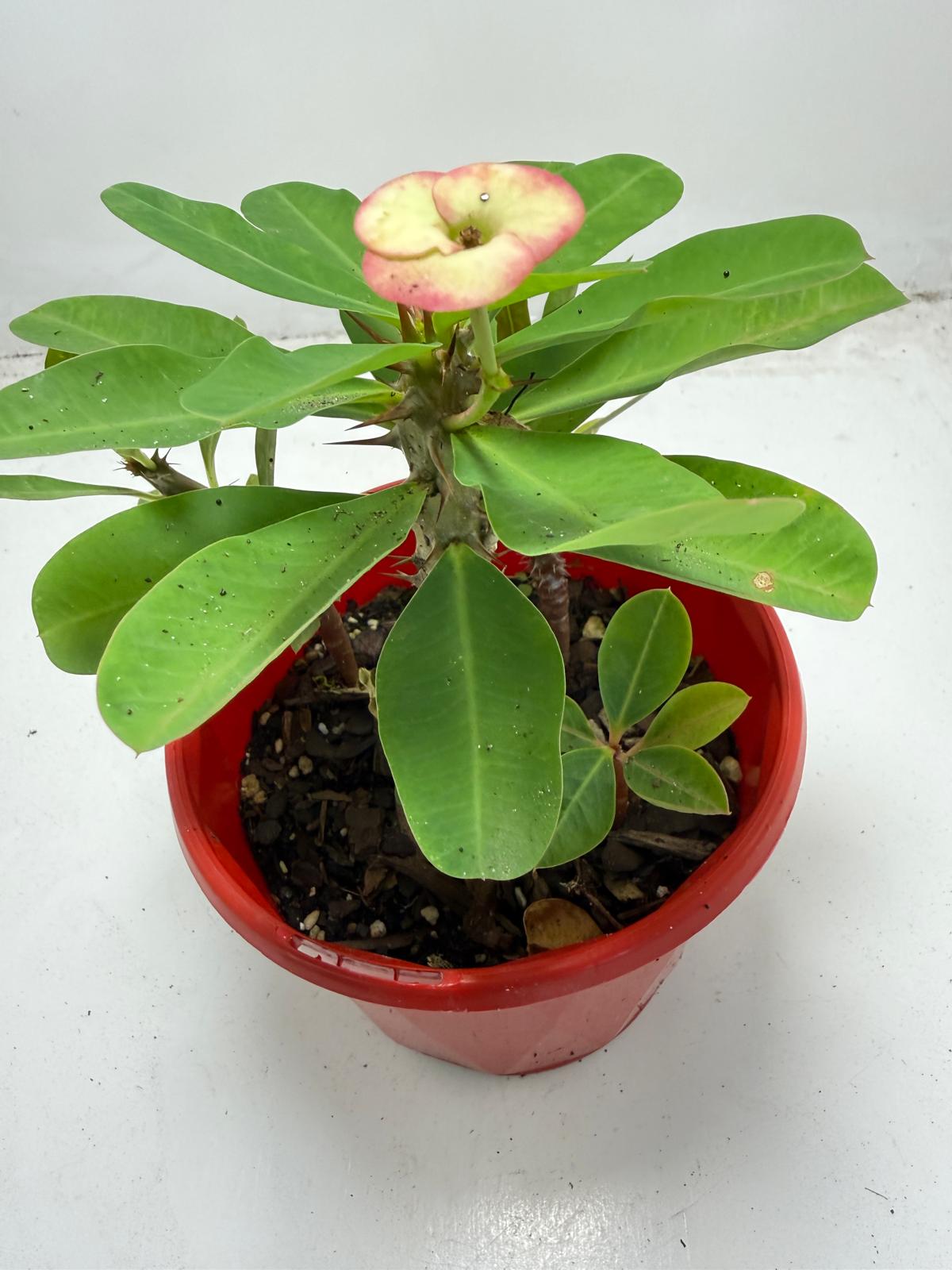 Euphorbia Milli # 937