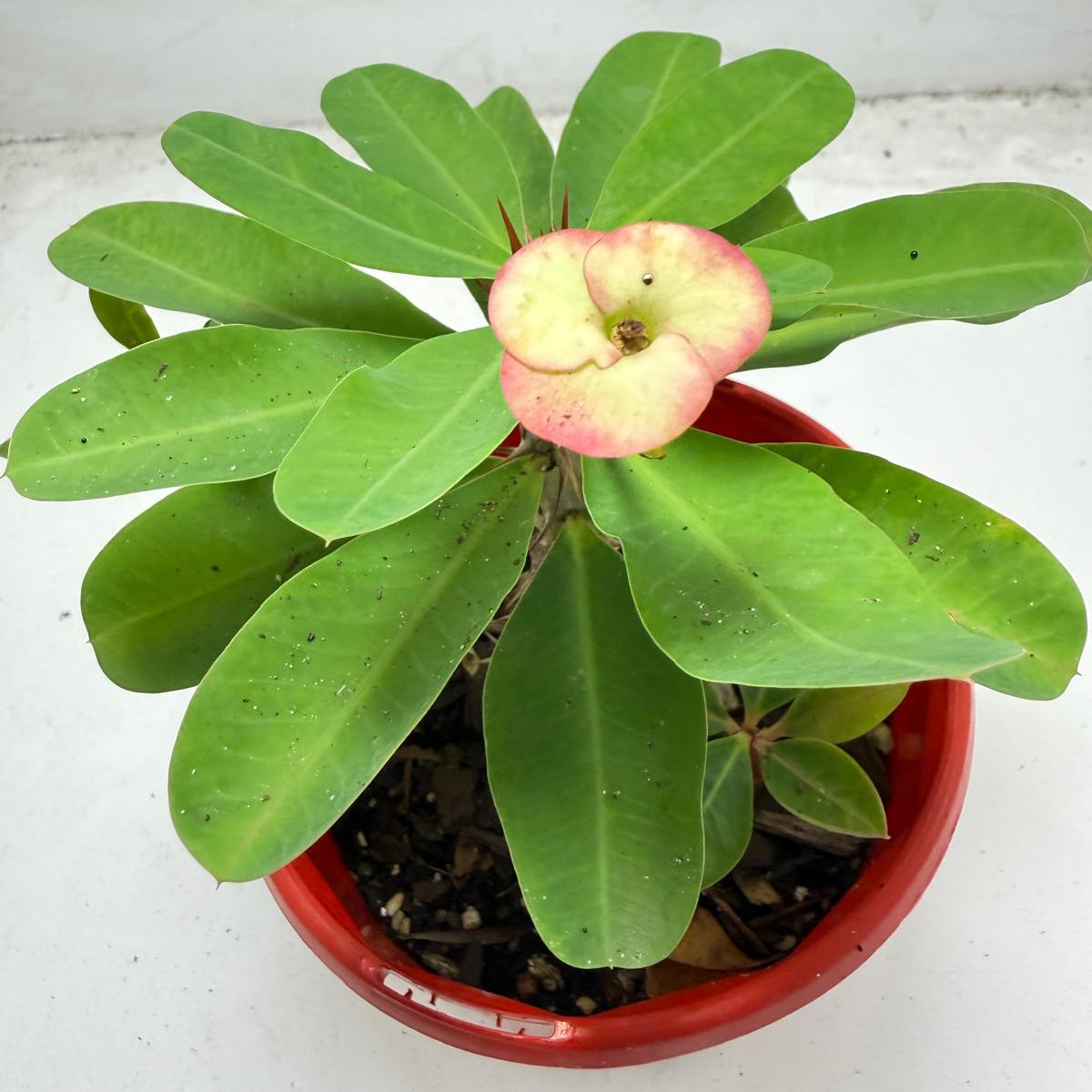 Euphorbia Milli # 937