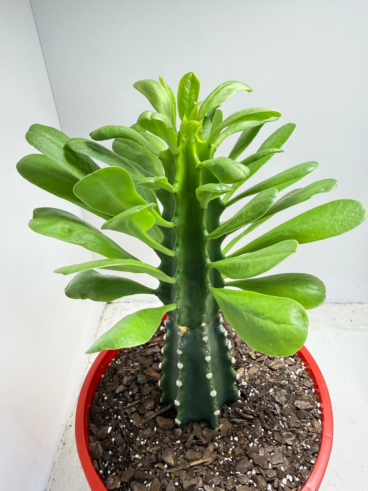 Euphorbia royleana - 210mm