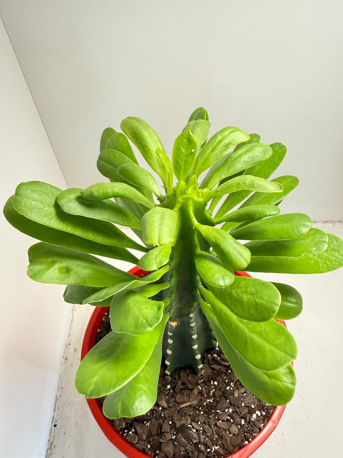 Euphorbia royleana - 210mm