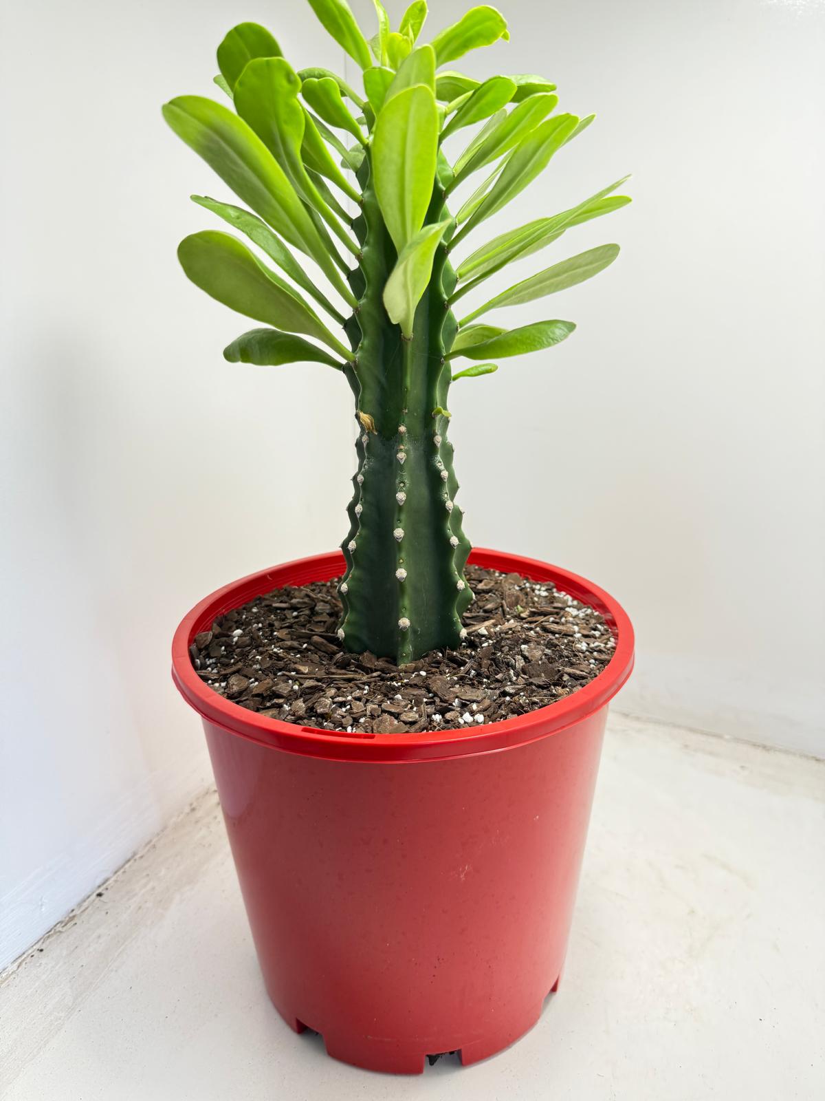 Euphorbia royleana - 210mm