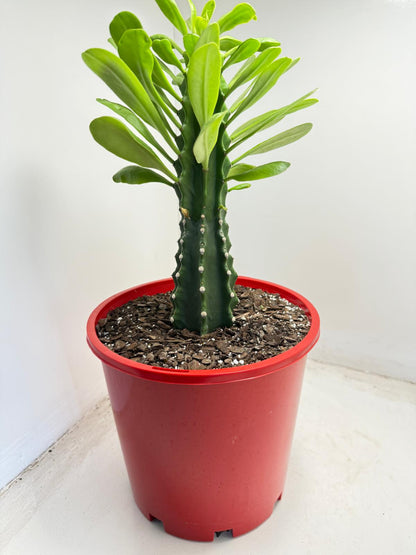 Euphorbia royleana - 210mm