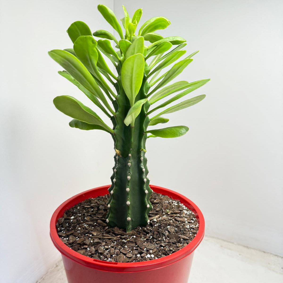 Euphorbia royleana - 210mm