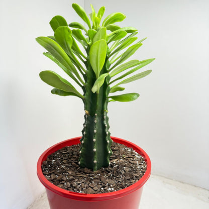Euphorbia royleana - 210mm